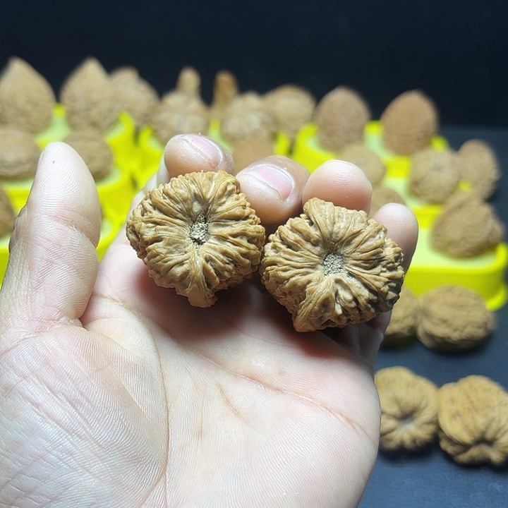 正***勝文玩核桃把件深凹底龟背高炮36尺6