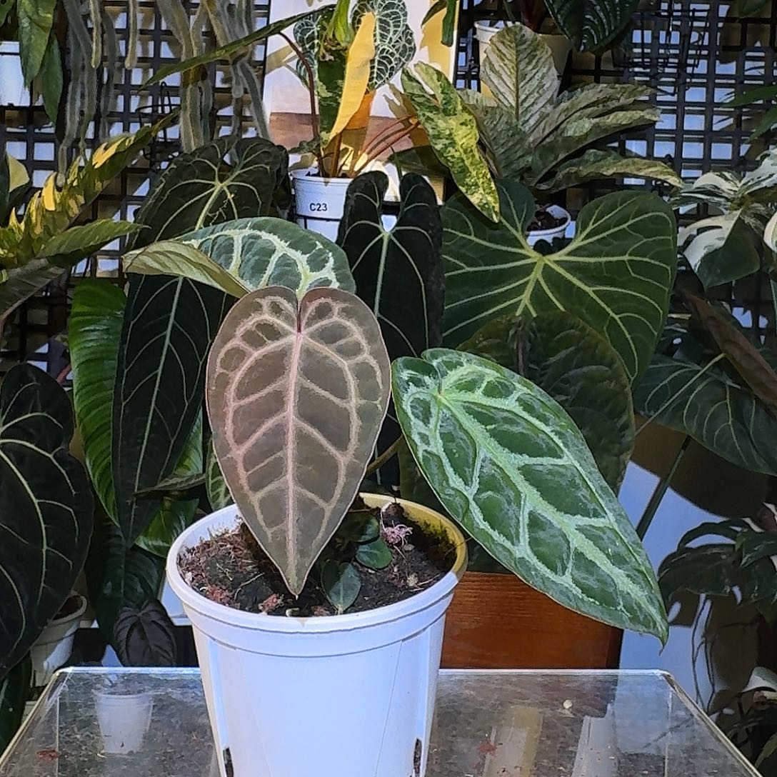 完全开放K185神奇男孩杂skg灰