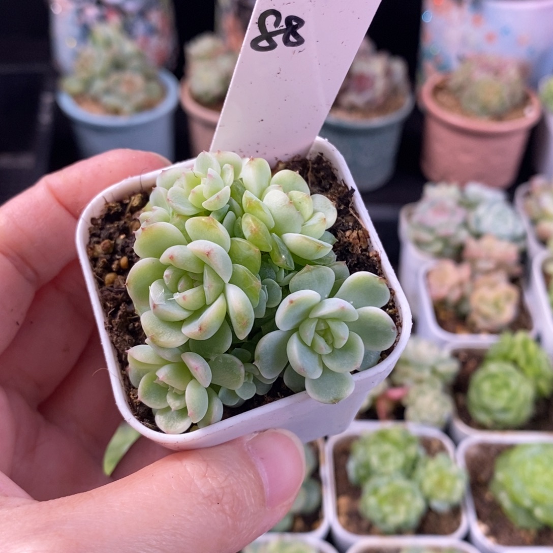 朱***。朱朱小白一颗繁花