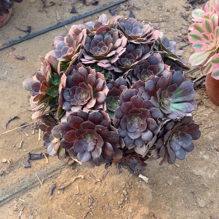 681荷兰法师多肉断枝不售后