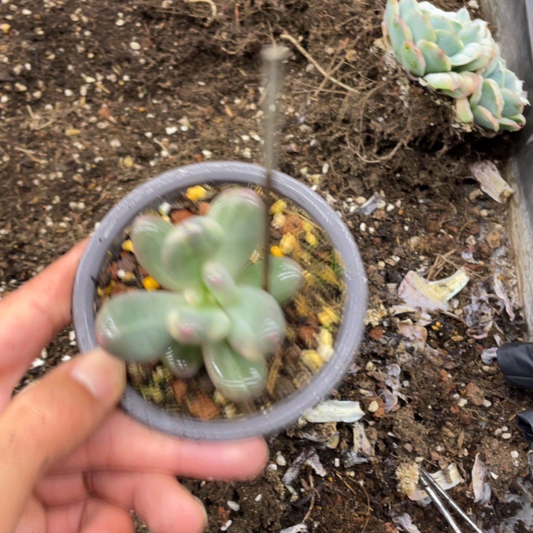 W***r奶酪锦多肉植物123