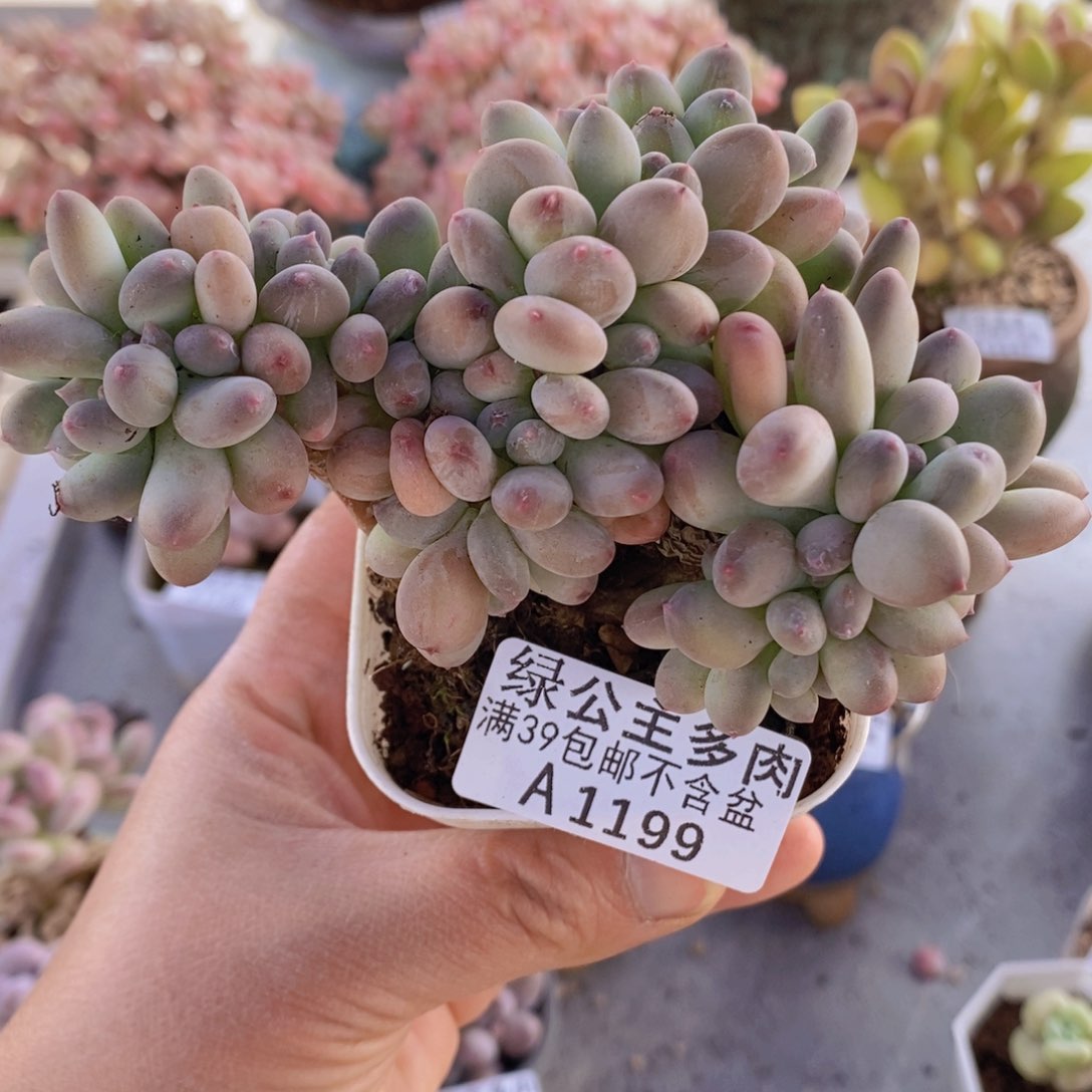 苹果奶缀10cm1199多肉植物