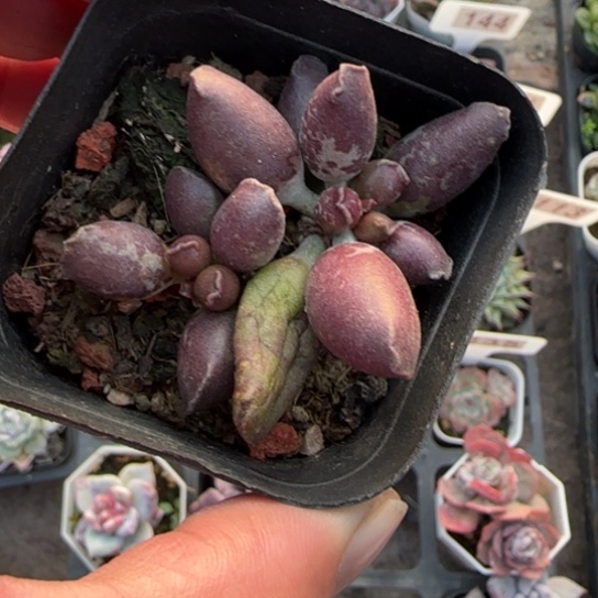 231艺姬海豹多肉植物多