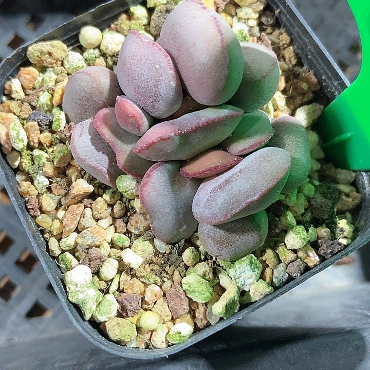 多肉植物红蛋742