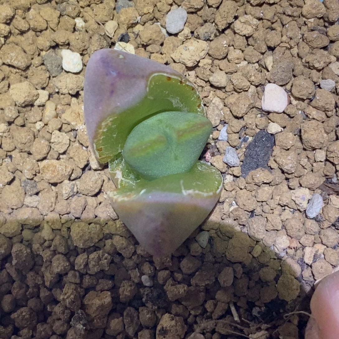 精品多肉植物少将杂