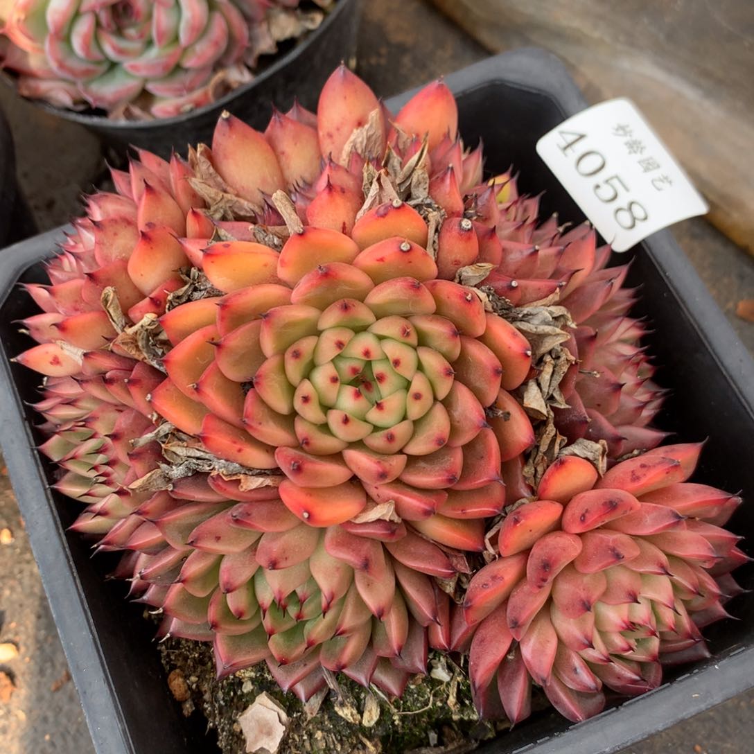 4058新年快乐发发发