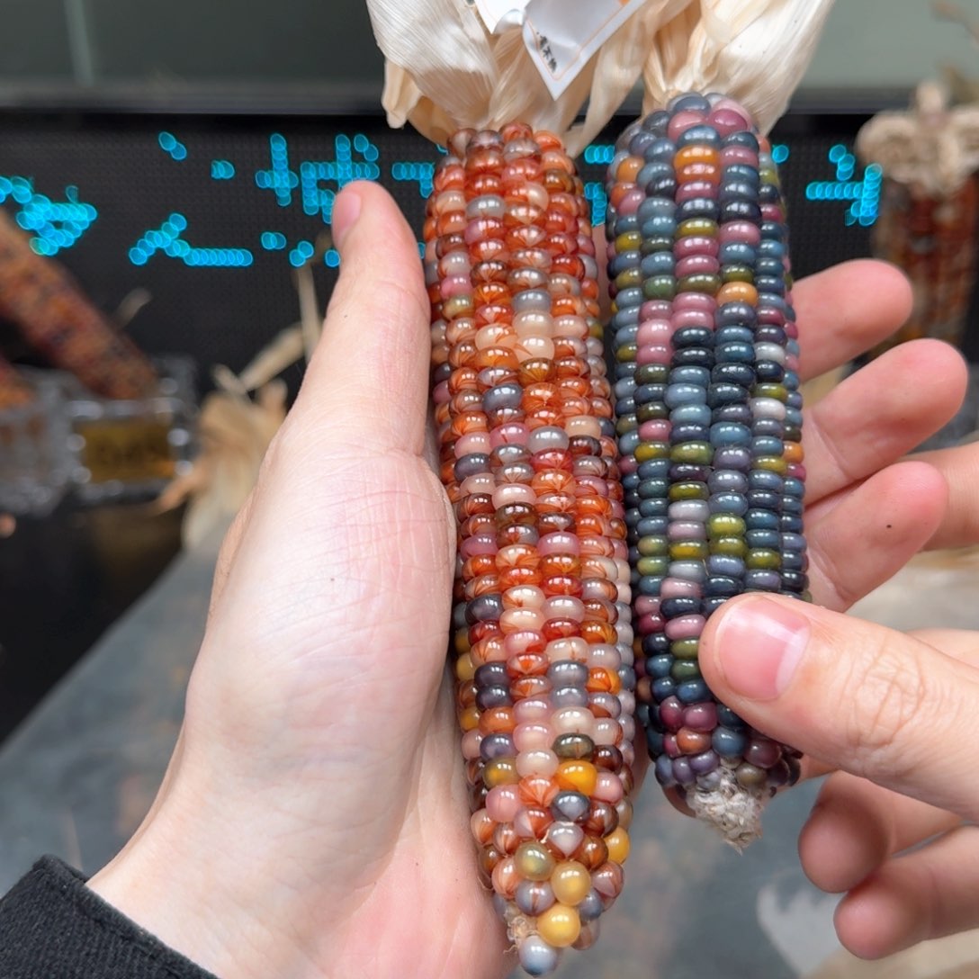 柏香籽/百香籽吊坠3****父