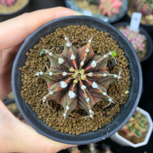 彩虹肋骨 一物一拍 脱土发货