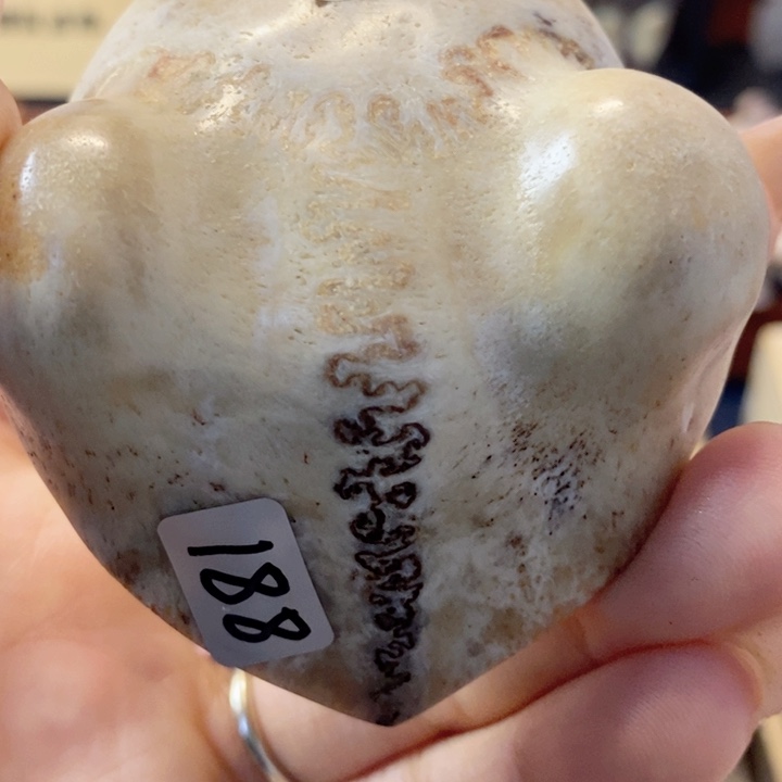 鹿骨把件刀*养殖鹿三界牌手把件修型不退不换