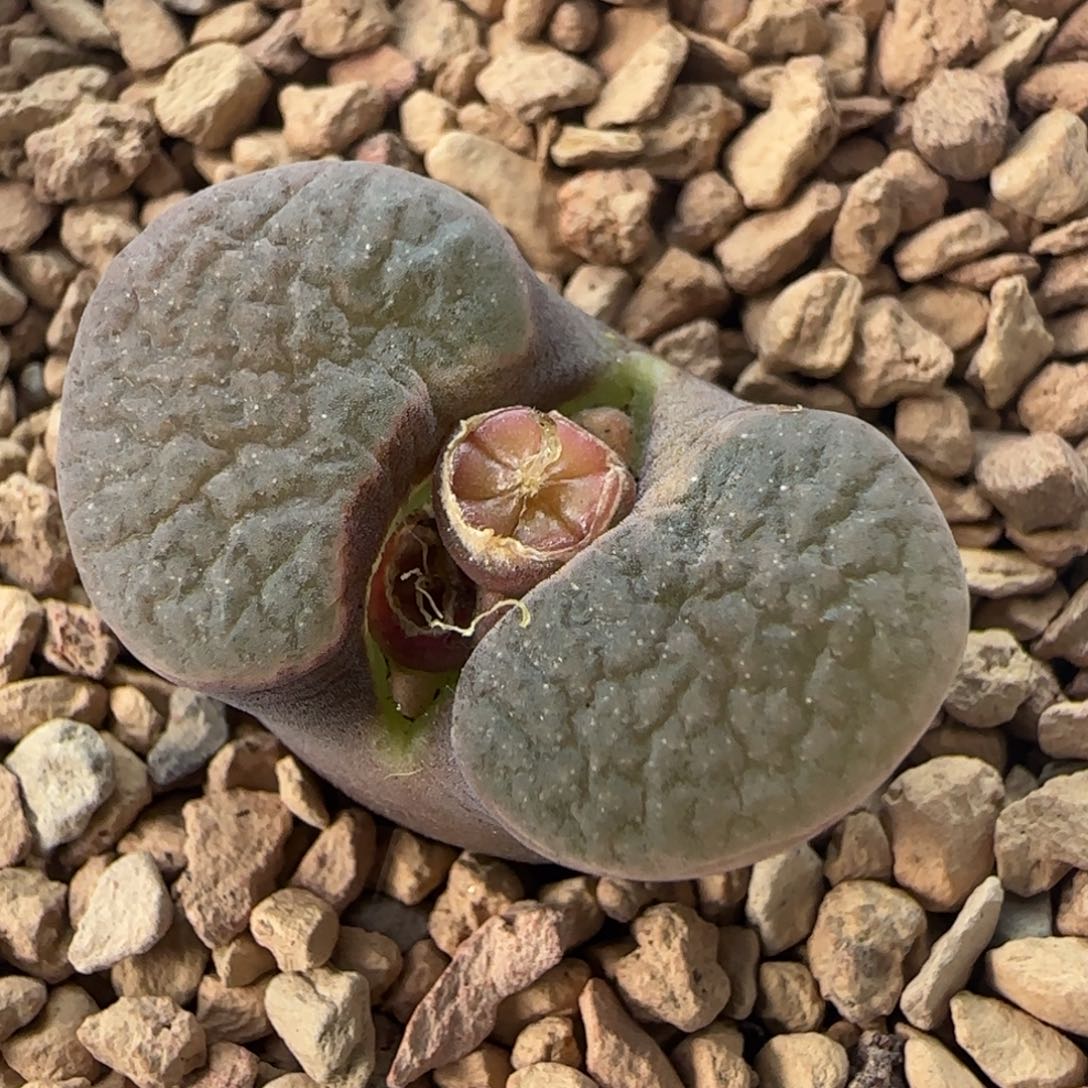 多肉外播磁铁风铃2号