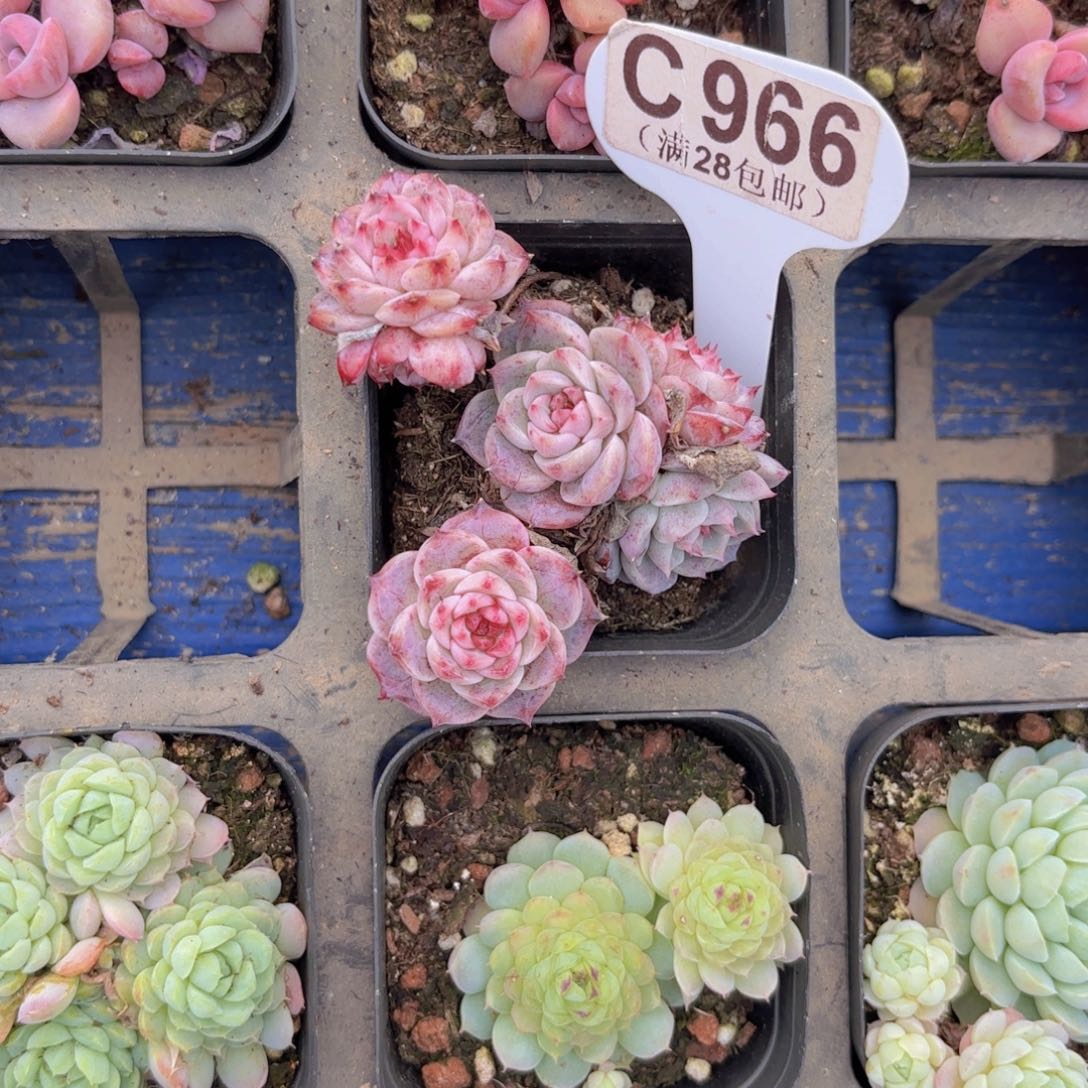 C966蓝孔雀一物一拍