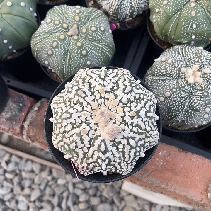 实生兜福利福利福利