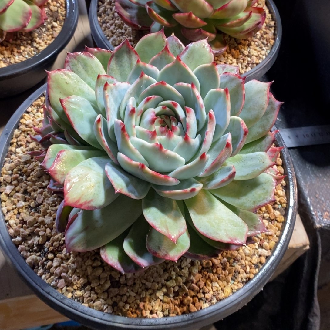 竹***，惊鸿仙子一物一拍