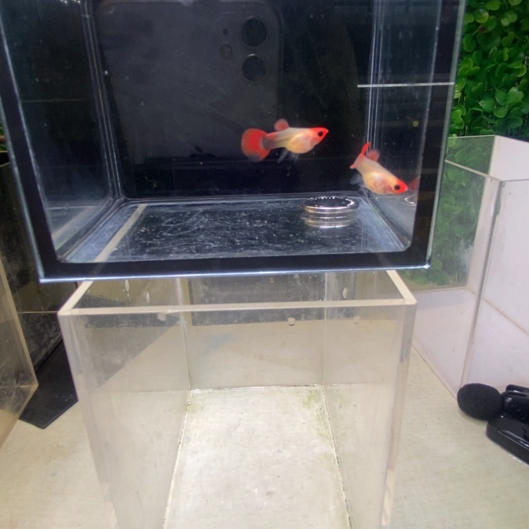 孔雀鱼红头玻璃猫一对