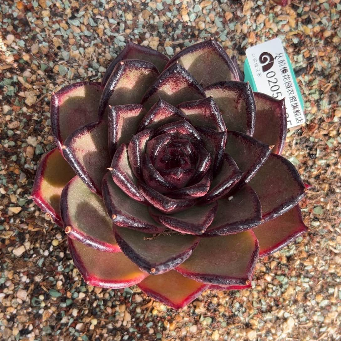 多肉一物一拍0205-125