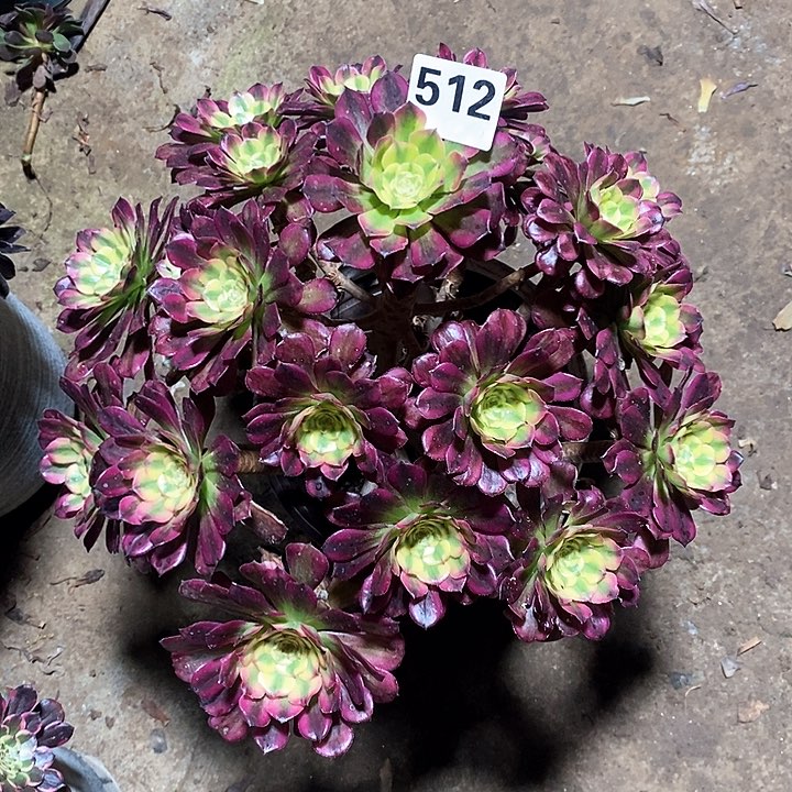 法师植物12345678