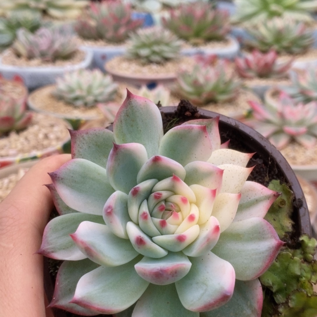 053锦锦锦锦锦锦锦锦锦