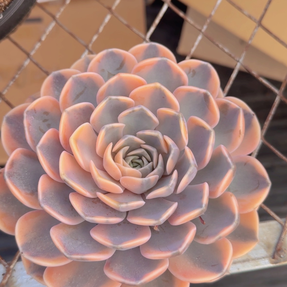 【闪购商品】母本汉堡锦99