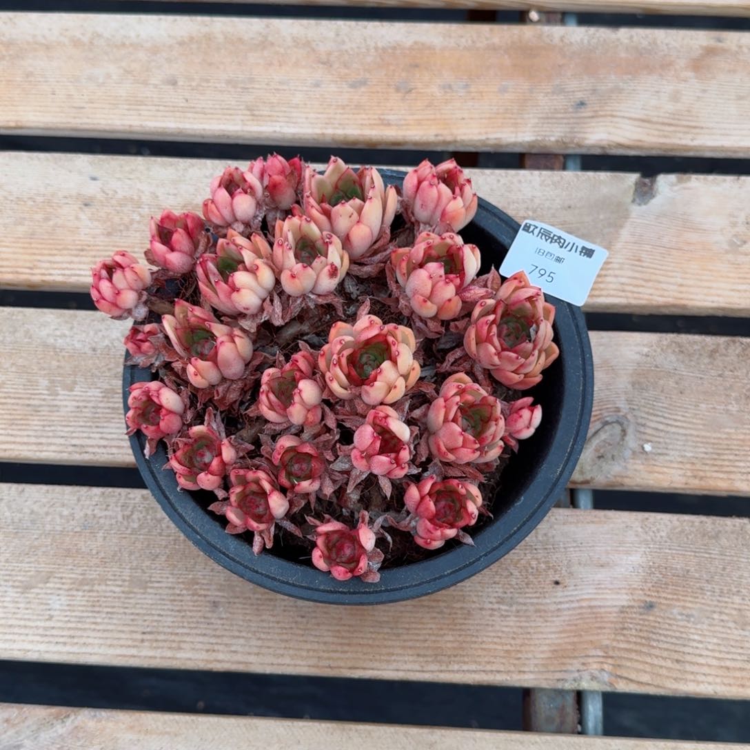 维**多肉植物新年快乐！795