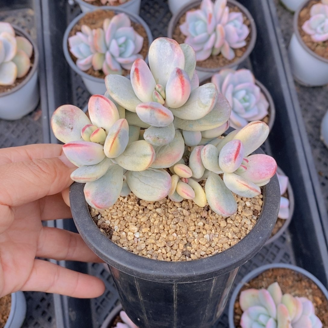 乒乓福娘锦，有砍不明显。