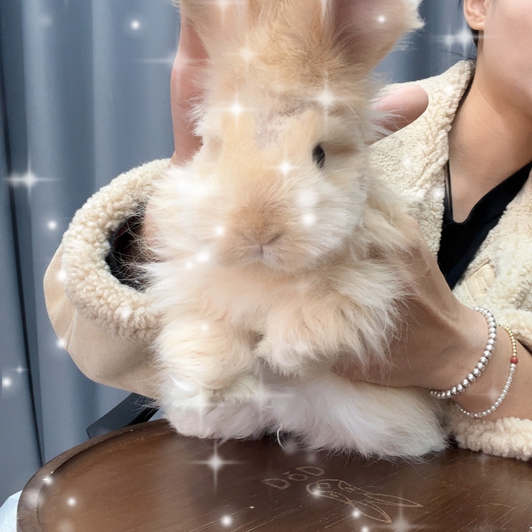 网红安哥拉兔啃毛弟弟