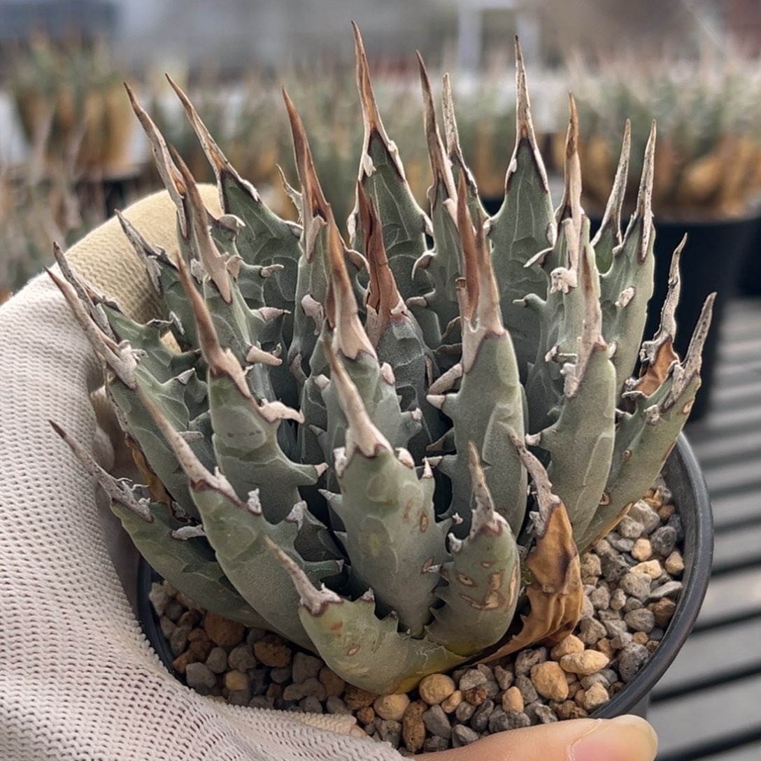 无花朵妖炎熟桩带盆 8折价 粗刺