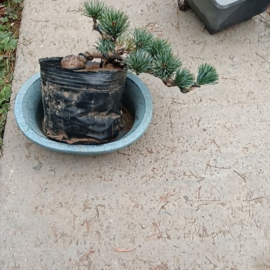 矮霸老桩盆景实物