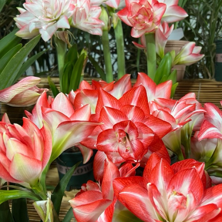 （小花匠花坊）花孔雀～重瓣，秘鲁进口朱顶红种球