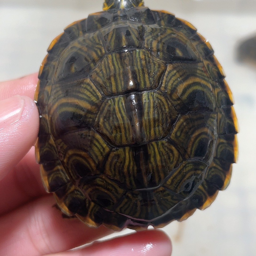 宠物龟不分公母5.7