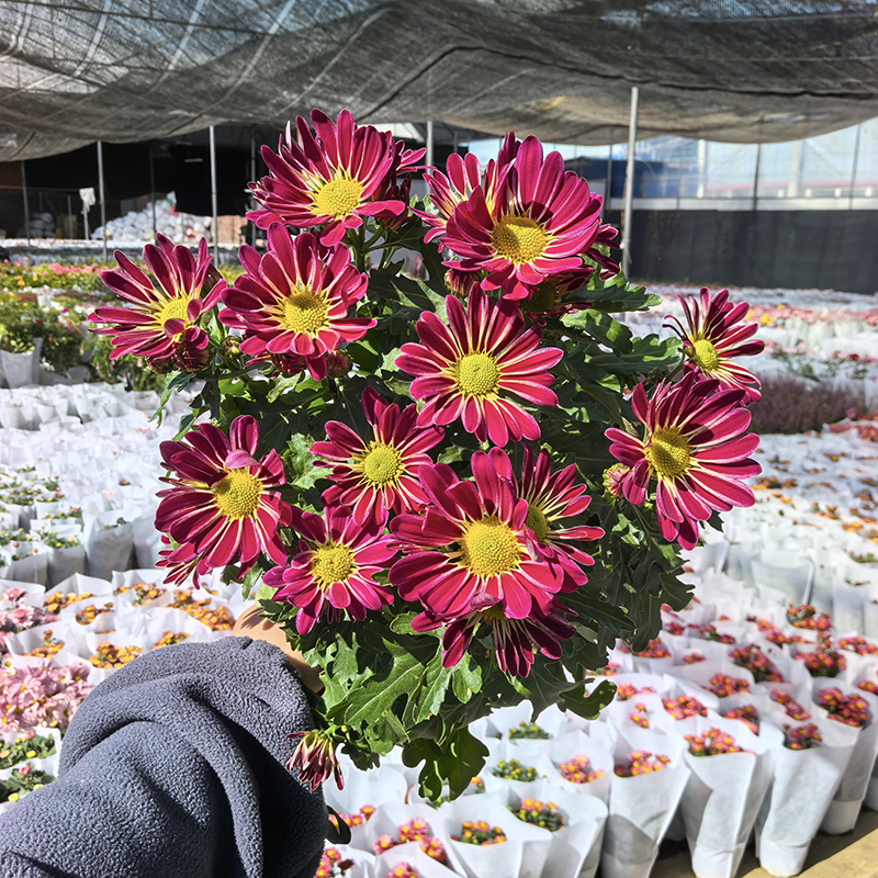 彩虹贝贝荷兰菊小雏菊花盆栽(复色花型 花期长 颜值高)