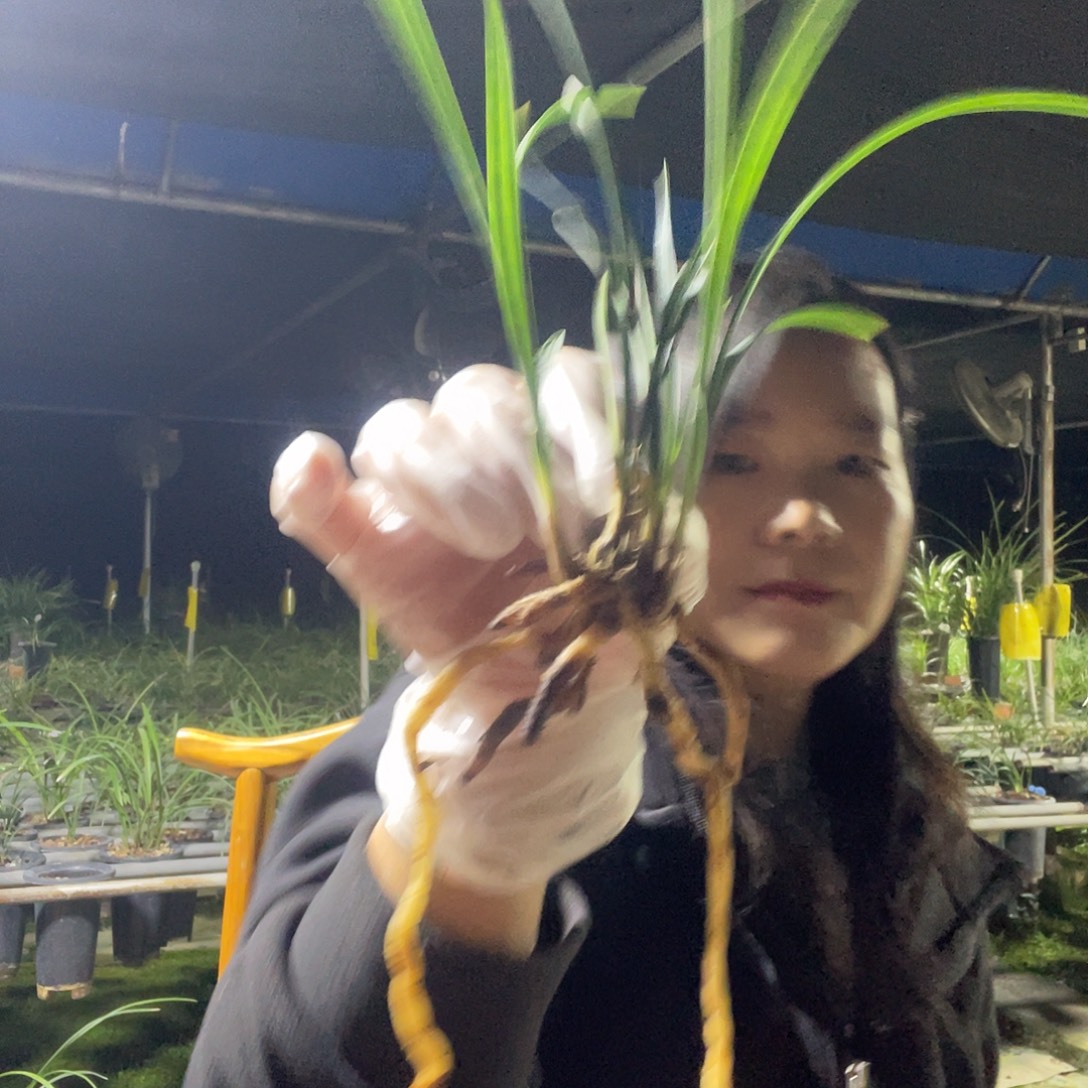 当前无花栽培后可以开花翠盖