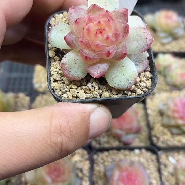 965号柠檬甜心单头多肉