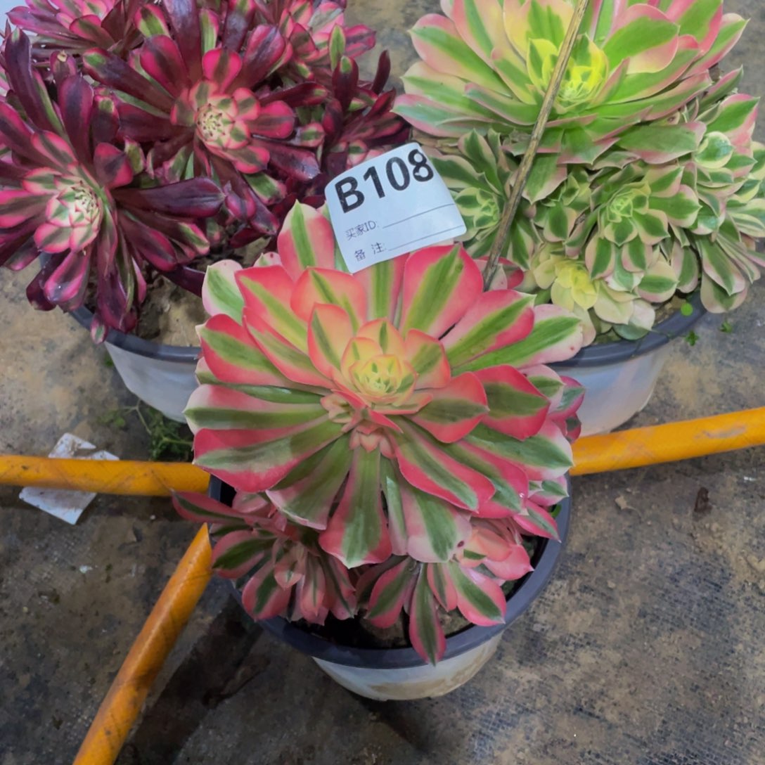 108三科11111多肉