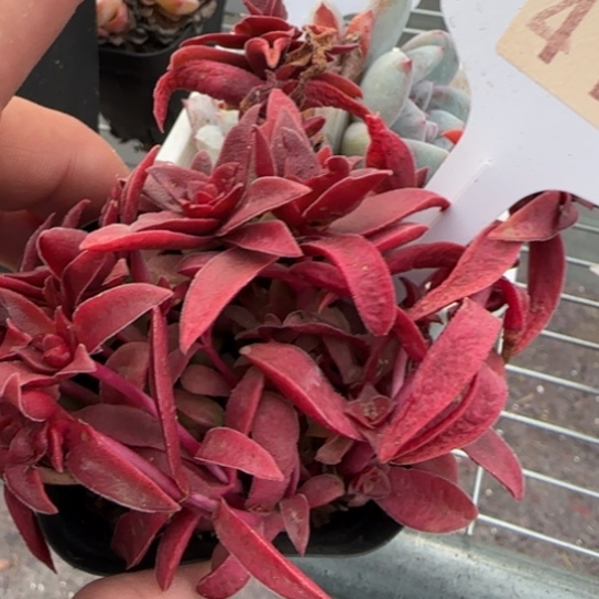 417红叶姬一物一拍多肉