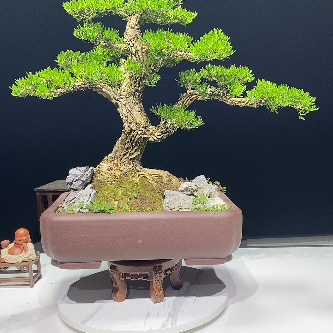 卖***想当前无花朵，栽培后可花朵