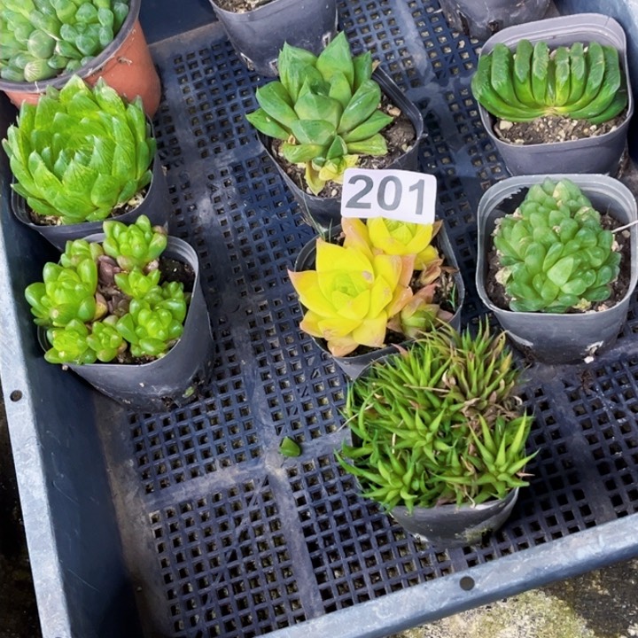 201雨露一物一图如图带盆