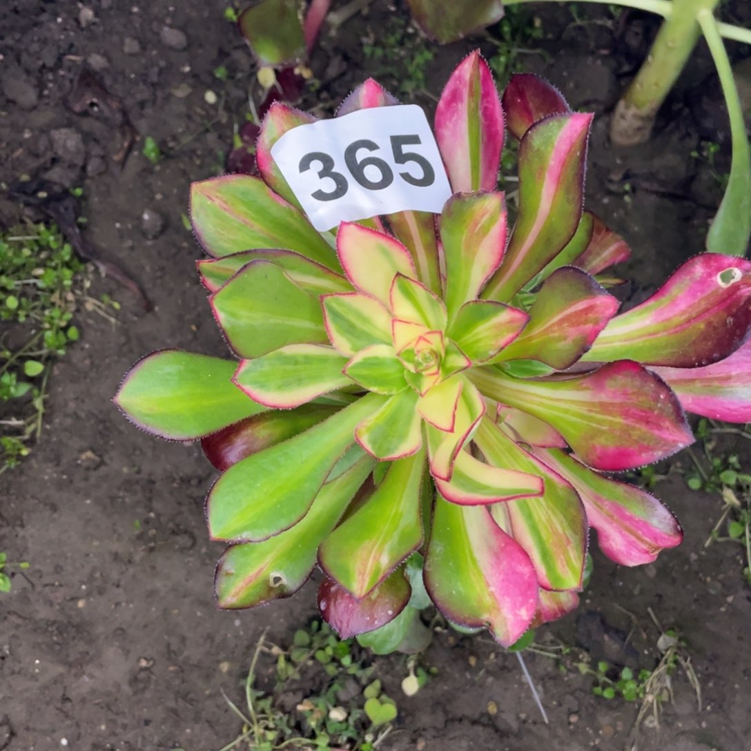 365号香奈儿七彩