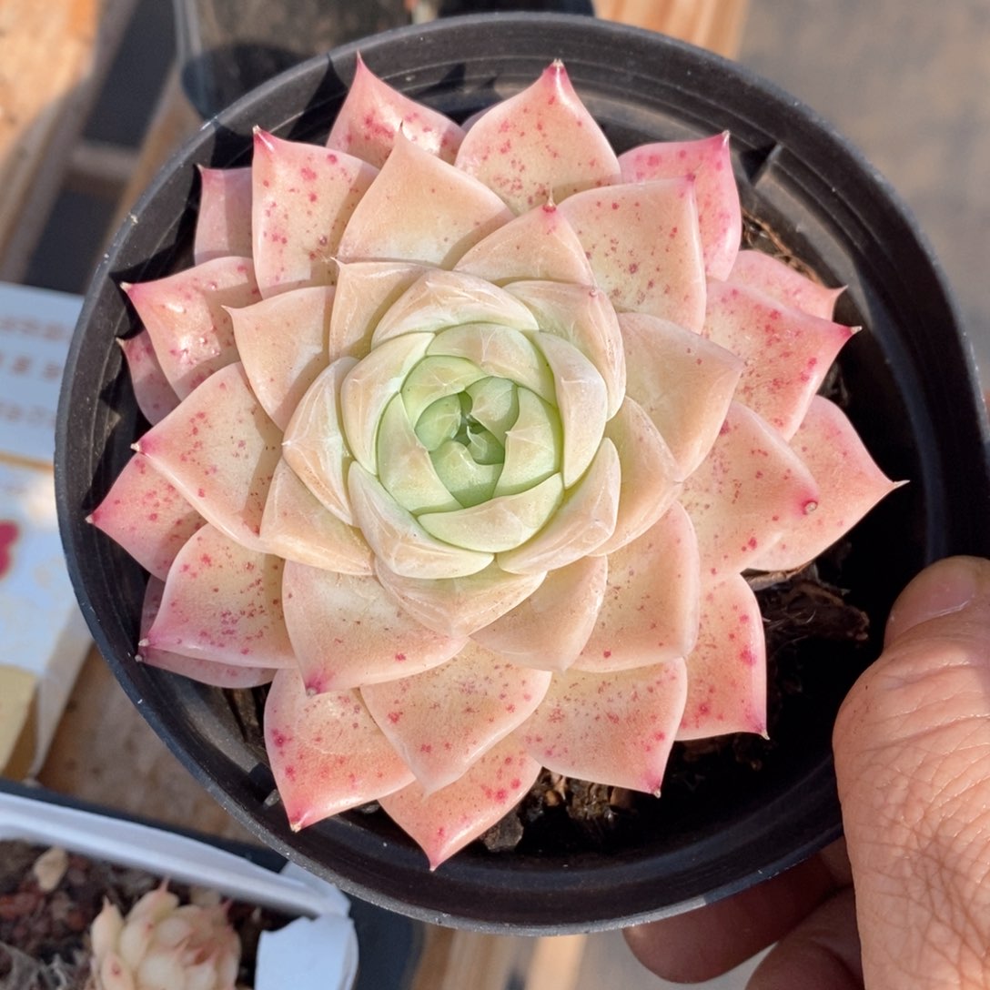 精品多肉一物一折不包整200