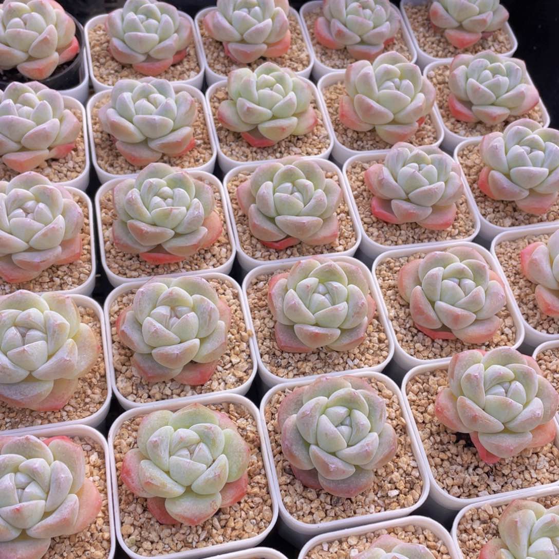 量拍100号 樱花钻石冰玉单头2个