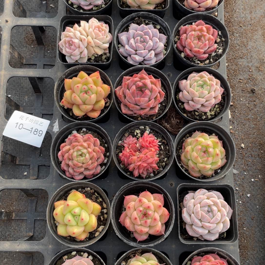 一物一拍18颗10-189