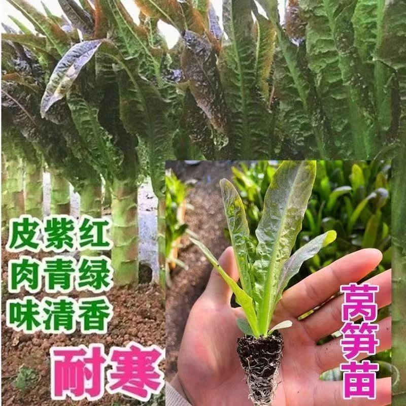 精品高产莴笋苗带土球易成活三青青皮莴笋红皮莴笋苗基地现货直发