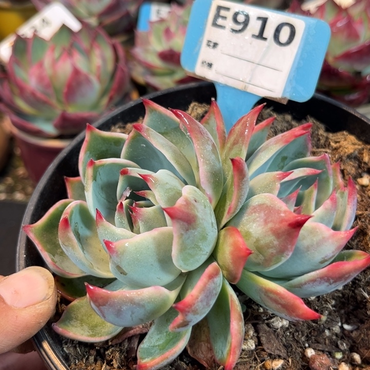 惊鸿一瞥多肉植物910