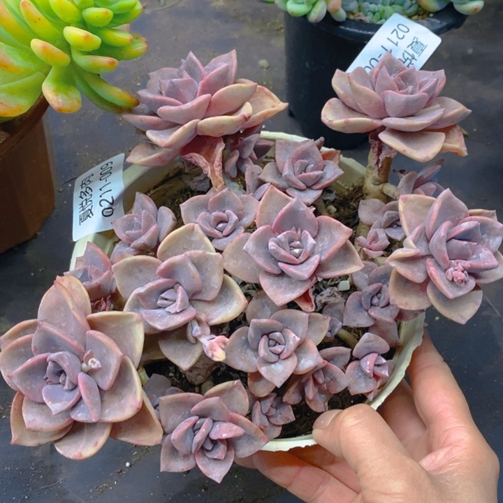 夏悦多肉0211-9彩虹糖