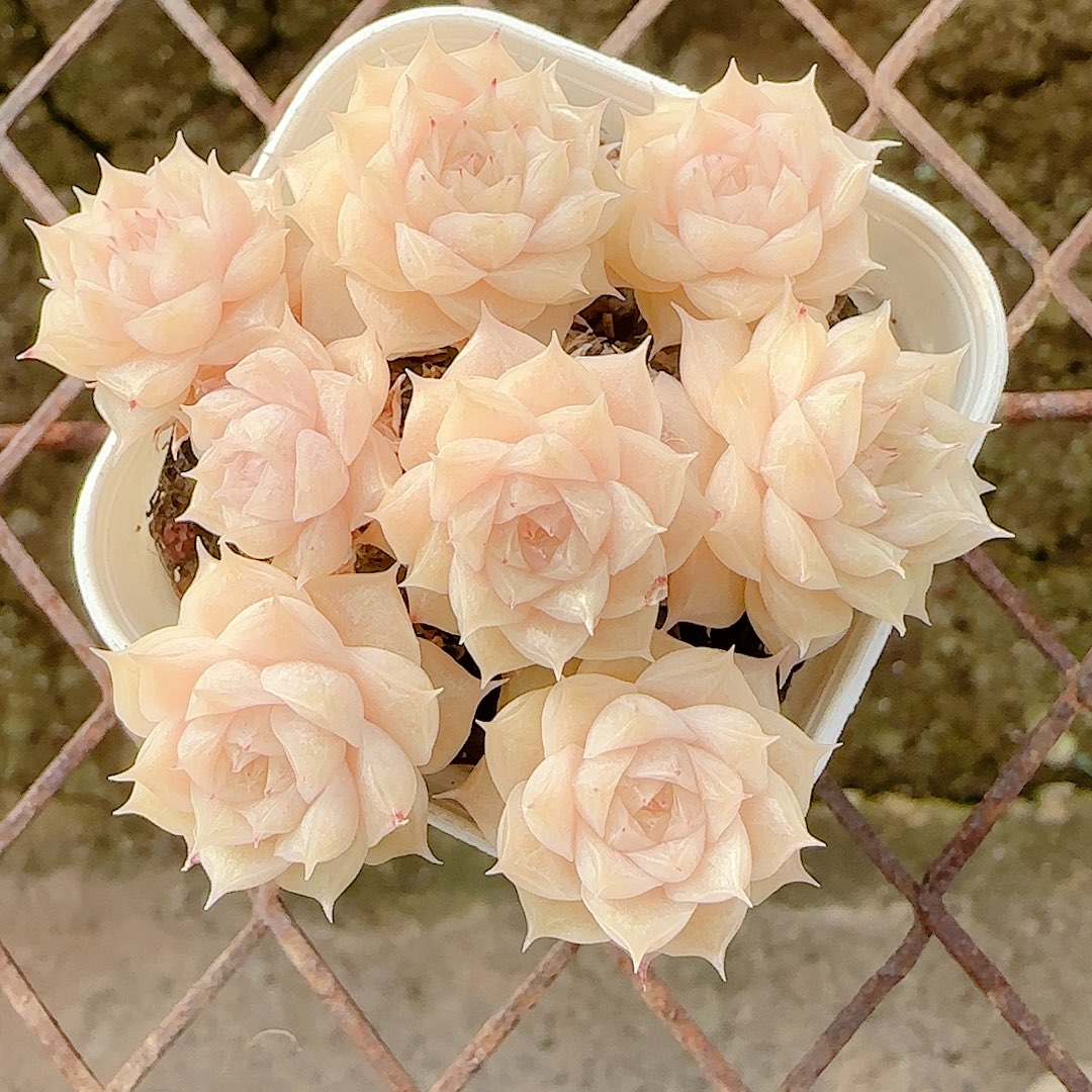 1130-114（ht-57）优选