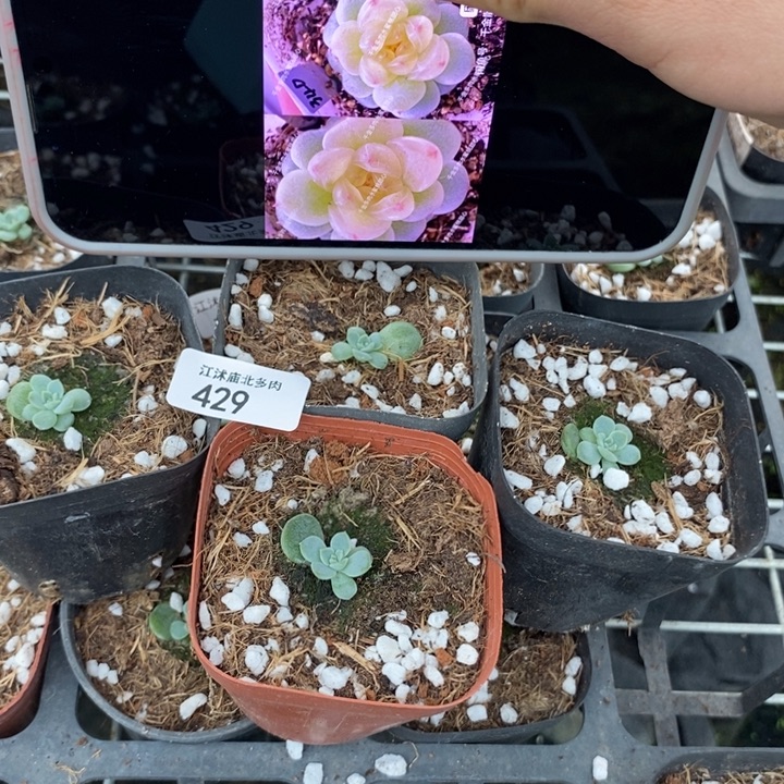标429水蜜桃甜心340一个量拍