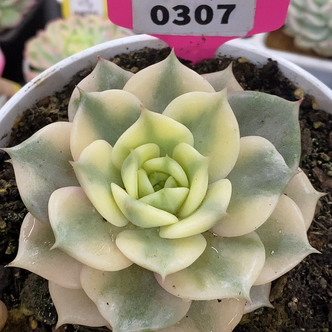 307次加尔湖哈哈哈哈