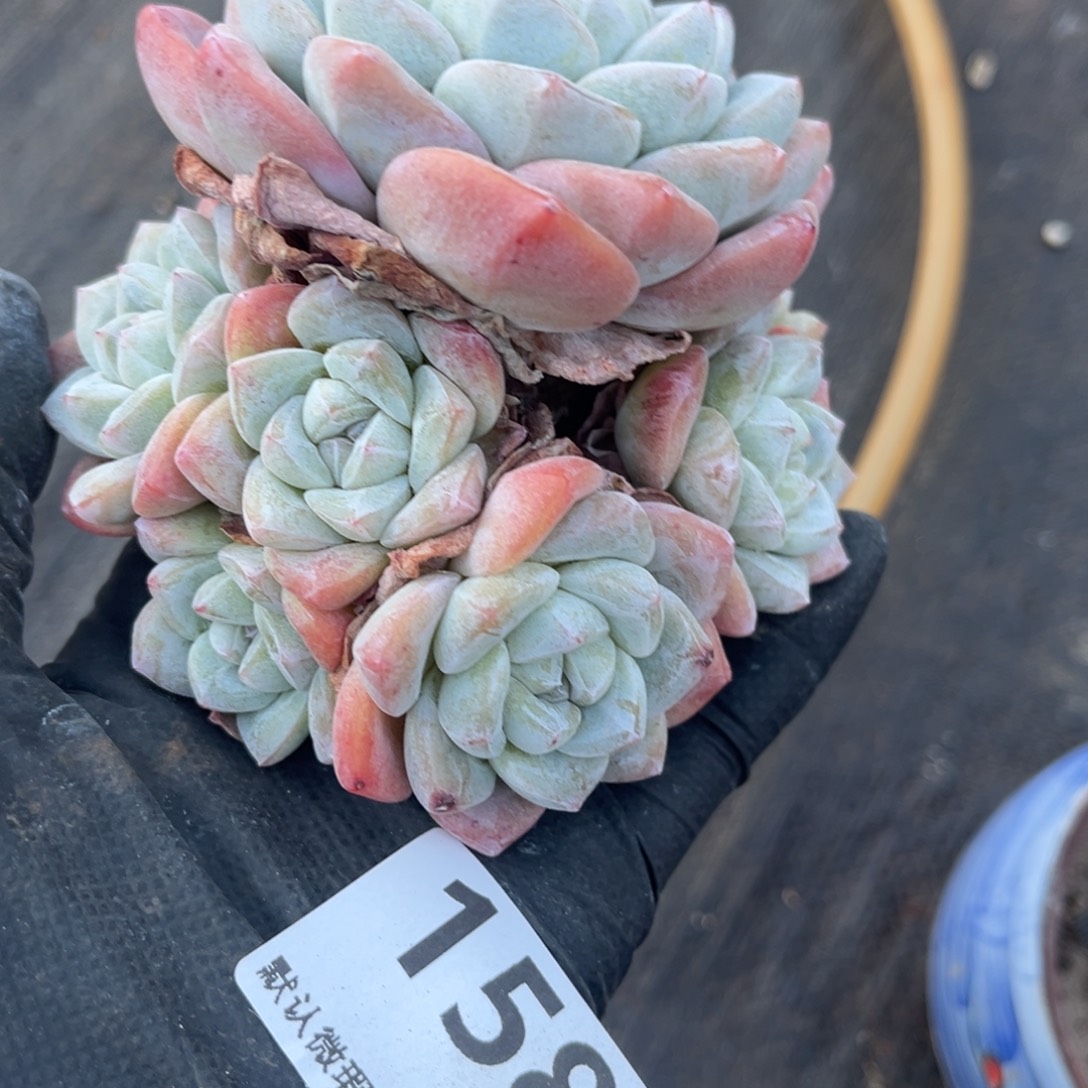 ****158号新疆西藏内蒙古不包邮