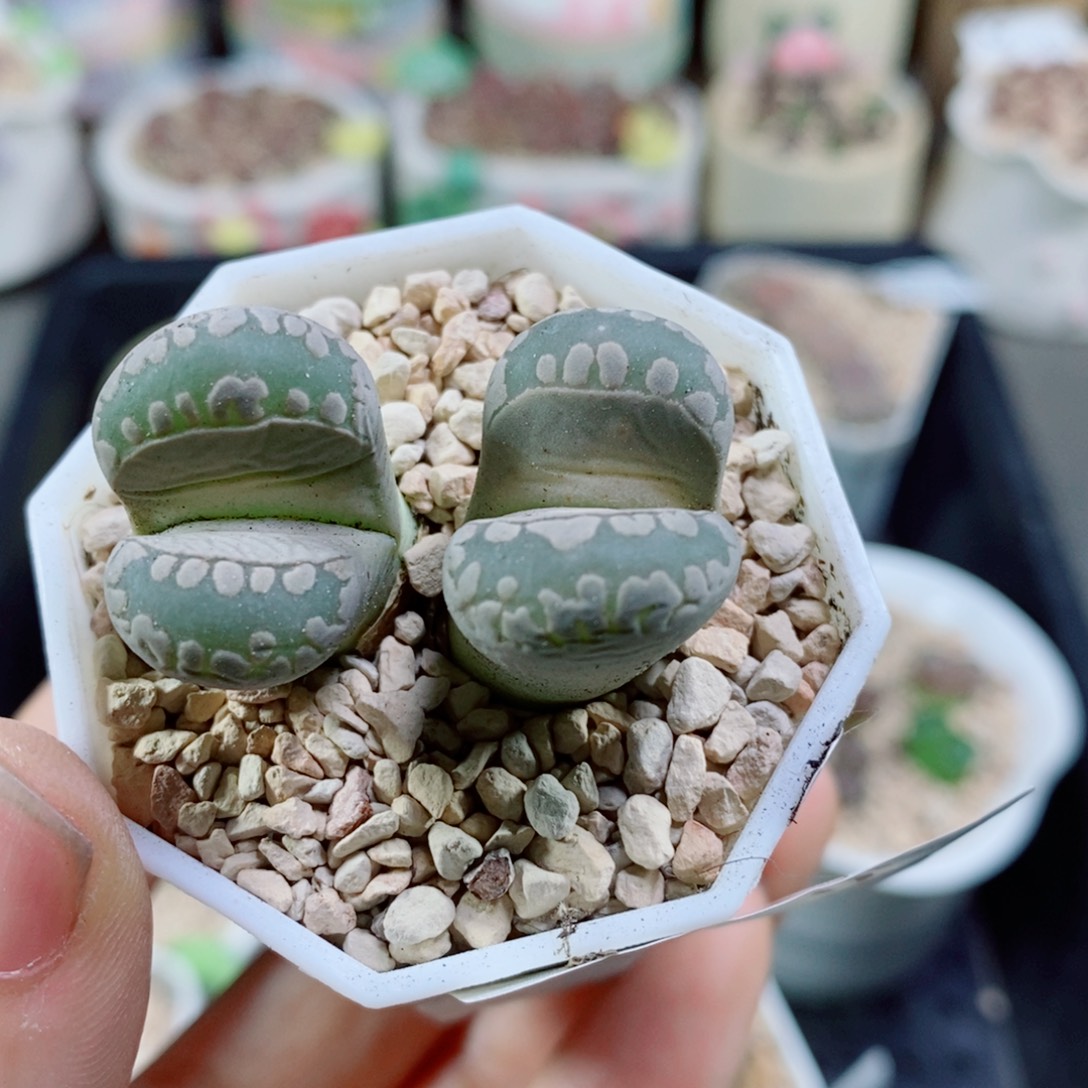 生石花花花花花花354