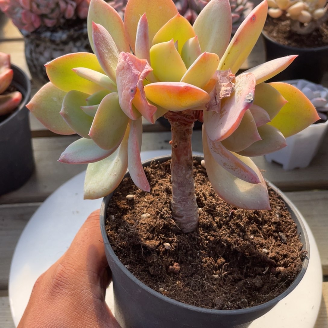 2015 白凤  六月六