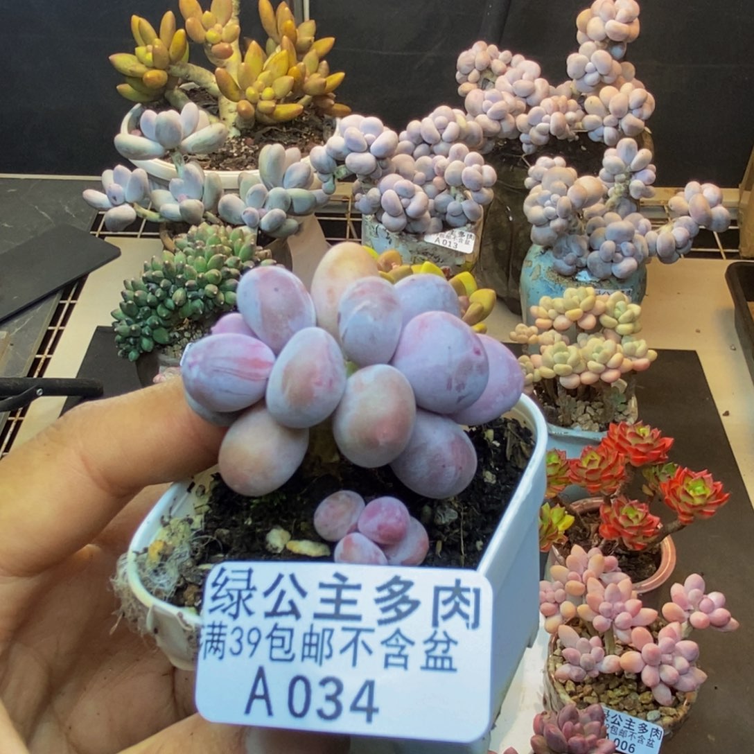 034糖豆奶多肉4c m